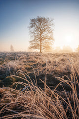 MPP1264 - Frozen Morning - 12x18