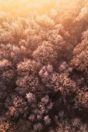 Martin Podt MPP1265 - MPP1265 - Frozen Tree Tops - 12x18 aerial winter forest, frosted treetops, pastel woodland canopy, soft sunrise glow, top down landscape, icy trees, abstract forest pattern, dreamy winter atmosphere, muted pink and lavender tones, tranquil nature scene, frosty branches, expansive woodland, serene aerial photography, seasonal landscape, delicate winter texture, peaceful wilderness, misty treescape, elegant natural pattern, cold morning forest, fine art nature image from Penny Lane
