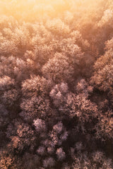 MPP1265 - Frozen Tree Tops - 12x18