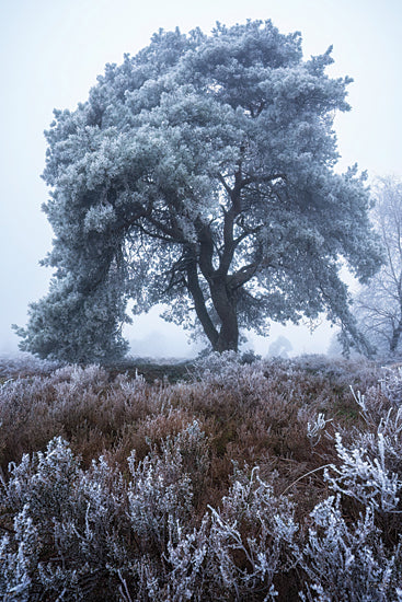 Martin Podt MPP1266 - MPP1266 - Frost Kissed - 12x18 frosted tree, icy branches, winter field, foggy countryside, lone pine tree, misty morning, heather and frost, cold weather landscape, pale blue tones, quiet wilderness, serene winter scene, frosty foliage, tranquil meadow, atmospheric nature photography, soft winter haze, peaceful rural setting, frozen textures, chilly outdoor art, moorland landscape, elegant tree portrait from Penny Lane