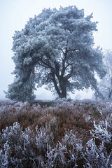 MPP1266 - Frost Kissed - 12x18
