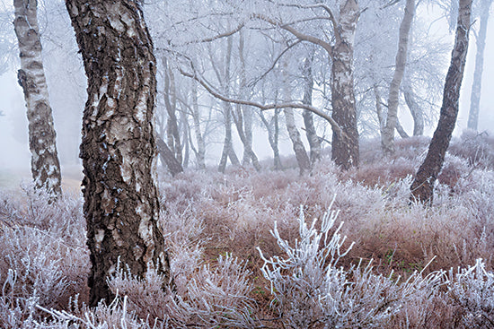 Martin Podt MPP1267 - MPP1267 - Frozen Forest - 18x12 birch forest in frost, winter woodland, icy branches, foggy trees, frosted heather, white winter haze, peaceful forest scene, pale neutral tones, cold woodland landscape, quiet nature, tree trunks in mist, serene winter photography, frozen undergrowth, atmospheric woods, delicate frost detail, tranquil outdoor scene, soft muted palette, seasonal forest art, chilly morning walk, elegant birch grove from Penny Lane