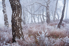 MPP1267 - Frozen Forest - 18x12