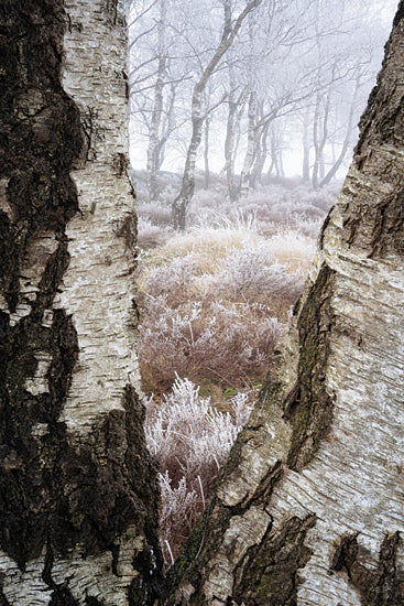 Martin Podt MPP1268 - MPP1268 - Hoarfrost View - 12x18 birch trunks framing winter forest, frosty woodland, icy meadow, white branches, misty grove, textured bark, soft fog, frozen heather, neutral winter palette, peaceful forest landscape, tranquil nature scene, cold season photography, delicate frost, woodland opening, atmospheric birch forest, serene outdoor art, quiet countryside, elegant natural framing, winter texture study, muted woodland tones from Penny Lane