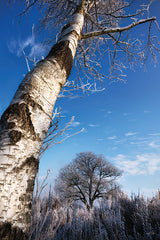 MPP1269 - Hoarfrost Trees - 12x18