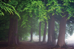 MPP1301 - Veiled Woods - 18x12