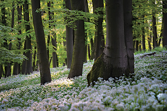 Martin Podt MPP943 - MPP943 - Forest Floor of Flowers - 18x12 forest, blooming wild garlic, green foliage, spring woods, tall trees, peaceful landscape, sunlight through trees, natural scenery from Penny Lane