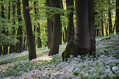 MPP943 - Forest Floor of Flowers - 18x12