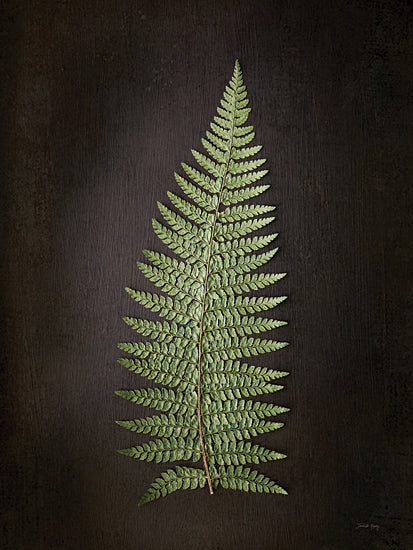 Jennifer Rigsby RIG168 - RIG168 - Fern on Black I - 12x16 fern botanical, flat lay fern, dark background, natural texture, plant specimen, green foliage, fine art photography from Penny Lane