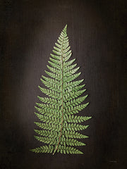RIG169 - Fern on Black II - 12x16
