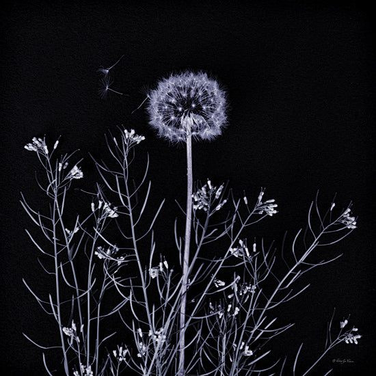 Robin-Lee Viera RLV735 - RLV735 - Spring Gathering I - 12x12 dandelion, night bloom, delicate seeds, blowing wind, surreal floral, minimalist plant art, black background from Penny Lane