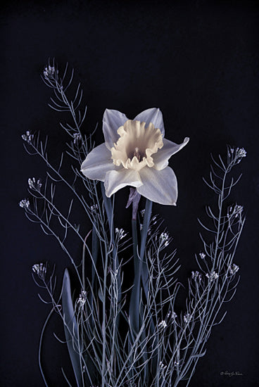Robin-Lee Viera RLV738 - RLV738 - Spring Gathering IV - 12x18 single daffodil flower, ethereal lighting, delicate stems, high contrast, deep black background, floral elegance, fine art photography, moody botanical, monochrome palette with soft hue from Penny Lane