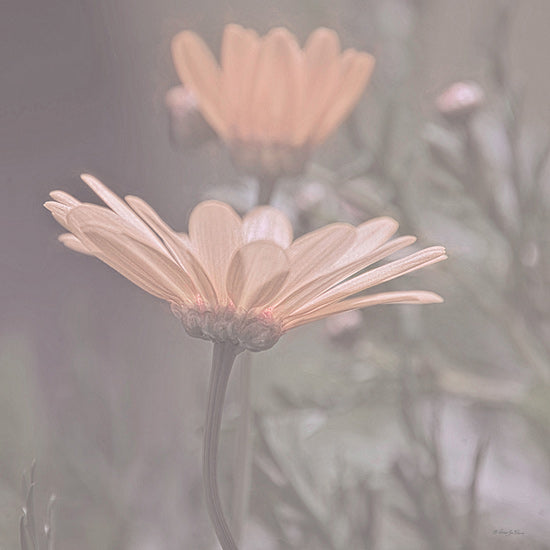 Robin-Lee Viera RLV773 - RLV773 - Open to the Light - 12x12 two soft pink daisies, gentle background, muted green and violet, feminine floral tones, romantic spring bloom, dreamy style, macro art from Penny Lane