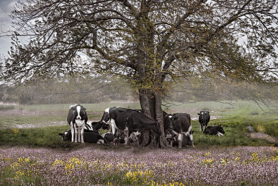 Robin-Lee Viera RLV799 - RLV799 - The Favorite Tree - 18x12 cows under tree, resting cattle, rural scene, peaceful pasture, spring flowers, farm life, shaded field, tranquil countryside from Penny Lane