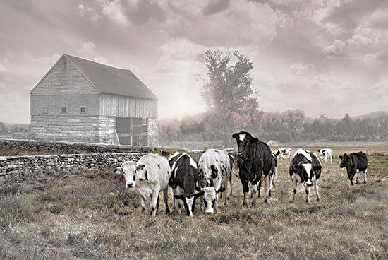 Robin-Lee Vieira RLV829 - RLV829 - Misty Morning Moo - 18x12 dairy cows grazing, rustic barn, stone wall, overcast weather, rural pasture, herd of cattle, moody farm landscape from Penny Lane