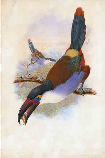 Stellar Design Studio SDS1468 - SDS1468 - Black Billed Mountain Toucan - 12x18 naturalist illustration, toucan, bird with prey, vivid plumage, rainforest bird, perched on branch, exotic bird, natural history, birdwatching, insect in beak from Penny Lane