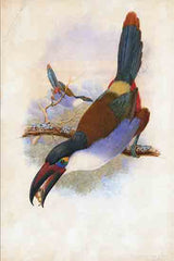 SDS1468 - Black Billed Mountain Toucan - 12x18