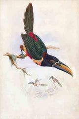SDS1469 - Central American Aracari - 12x18