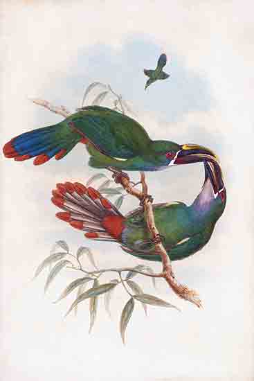 Stellar Design Studio SDS1470 - SDS1470 - Gray Throated Toucanet - 12x18 two toucans, green plumage, red and blue feathers, perched birds, naturalist art, tropical wildlife, exotic tree, bird behavior, beak contact from Penny Lane