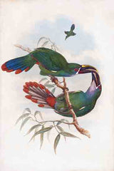 SDS1470 - Gray Throated Toucanet - 12x18