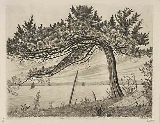 Stellar Design Studio SDS1475 - SDS1475 - Pelham Bay - 16x12 black and white etching, tree by lake, leaning pine, shoreline, boats in water, nature etching, tranquil landscape, vintage print from Penny Lane