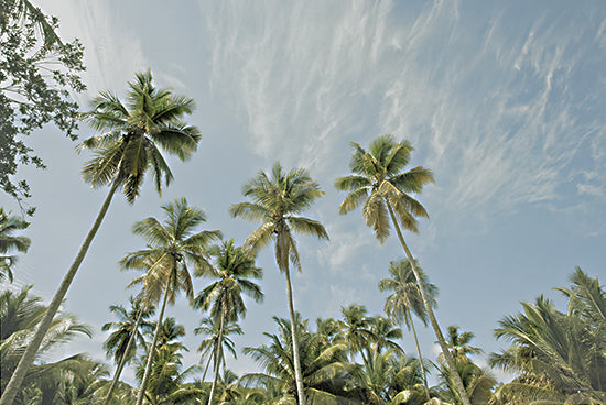 Catch A Star Fine Art STAR140 - STAR140 - Magens Bay Palms - 18x12 towering palm trees, tropical sky, green jungle, forest trees, lush palms, sunlit leaves, exotic treetops from Penny Lane