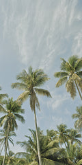 STAR142 - Magens Bay Palms II (Triptych II) - 9x18