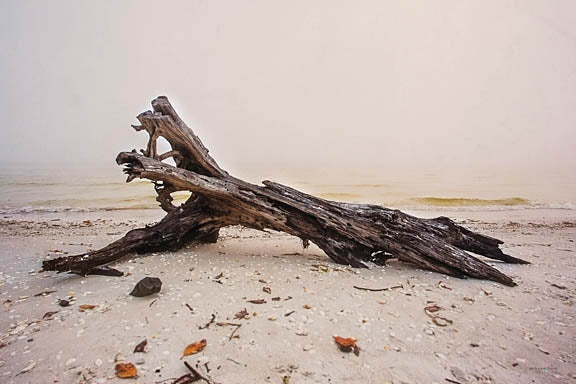Catch A Star Fine Art STAR144 - STAR144 - Nature's Sculpture - 18x12 driftwood, beach, misty shore, natural textures, seascape photography, sandy coast, moody weather from Penny Lane