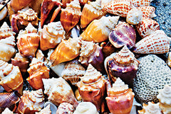 STAR146 - Ocean's Treasure Trove - 18x12