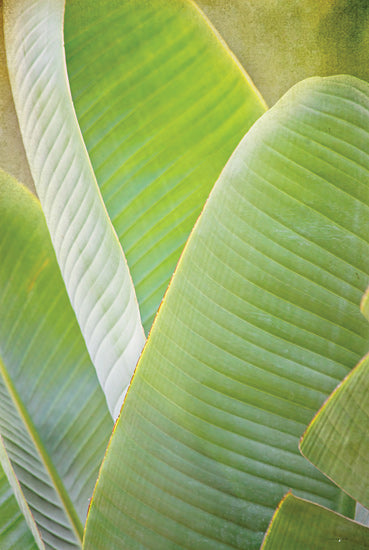 Catch A Star Fine Art STAR162 - STAR162 - Banana Leaf I - 12x18 banana leaf close-up, tropical plant, macro leaf texture, vivid green, natural pattern, foliage detail from Penny Lane