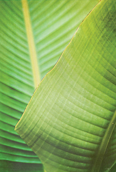 Catch A Star Fine Art STAR163 - STAR163 - Banana Leaf II - 12x18 green leaf texture, banana leaf macro, botanical print, tropical foliage, vivid green tones, plant detail from Penny Lane