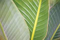 STAR164 - Banana Leaf III - 18x12