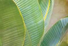STAR165 - Banana Leaf IV - 18x12