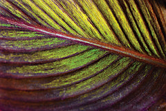 STAR166 - Tropical Leaf I - 18x12