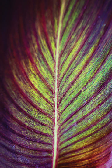 Catch A Star Fine Art STAR167 - STAR167 - Tropical Leaf II - 12x18 Vibrant tropical leaf, purple and green pattern, close-up macro detail, symmetrical leaf veins, exotic foliage, plant texture from Penny Lane