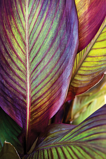 Catch A Star Fine Art STAR168 - STAR168 - Tropical Leaf III - 12x18 Group of tropical leaves, vibrant colors, purple and green hues, exotic foliage, leaf patterns, lush plant life from Penny Lane