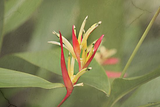 Catch A Star Fine Art STAR169 - STAR169 - Heliconia I - 18x12 Tropical flower, red and yellow heliconia, lush green background, macro floral image, exotic bloom, natural elegance from Penny Lane