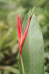 STAR170 - Heliconia II - 12x18