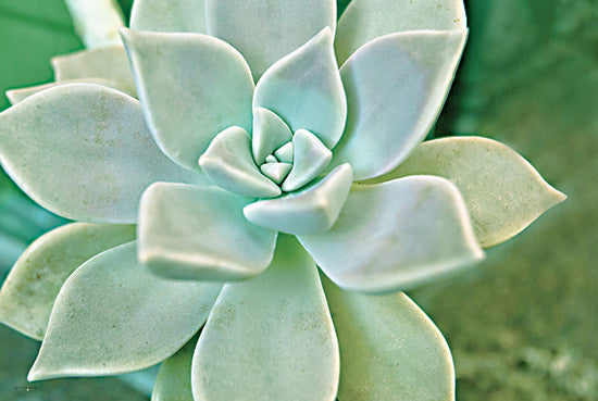 Catch A Star Fine Art STAR171 - STAR171 - Pointy Perfection - 18x12 Succulent plant, mint green rosette, macro shot, nature symmetry, botanical close-up, desert plant textures, soft light greenery from Penny Lane