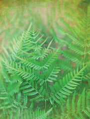 STAR172 - Dreamy Fern I - 12x16