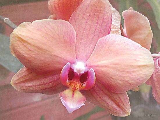 Catch A Star Fine Art STAR174 - STAR174 - Peach Perfection - 16x12 Orchid flower, pink and purple petals, tropical bloom, macro floral portrait, vibrant blossom, exotic elegance from Penny Lane