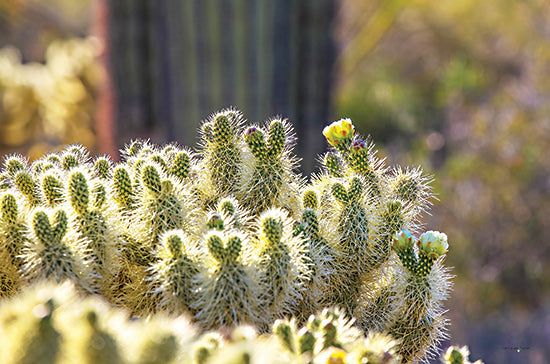 Catch A Star Fine Art STAR176 - STAR176 - Prickly Perspective - 18x12 teddy bear cholla cactus, desert flora, blooming cactus, yellow flowers, sunlit spines, arid landscape, desert plant, southwestern nature, botanical photography, cactus bloom from Penny Lane