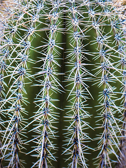 Catch A Star Fine Art STAR178 - STAR178 - Spiky Encounter - 12x16 cactus close-up, spine texture, radial symmetry, sharp needles, plant detail, abstract cactus, nature macro photography, desert plant detail, green spikes, botanical art from Penny Lane