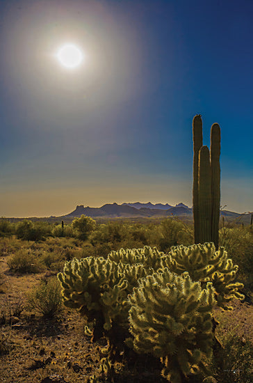 Catch A Star Fine Art STAR183 - STAR183 - Desert Sunset - 12x18 sunlit desert, saguaro cactus, cactus silhouettes, setting sun, Sonoran Desert, golden light, arid landscape, southwestern sunset, nature horizon, desert plants from Penny Lane