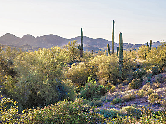 Catch A Star Fine Art STAR184 - STAR184 - Desert Serenade - 18x12 Sonoran desert view, saguaro cactus, desert shrubbery, mountain backdrop, scenic southwest, natural terrain, wild landscape, green and arid blend, outdoor serenity from Penny Lane