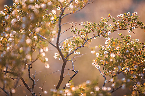 Catch A Star Fine Art STAR186 - STAR186 - Desert Blooms - 18x12 desert bush, creosote bush with seed pods, glowing orbs, golden hour lighting, desert ecosystem, dreamy natural setting from Penny Lane