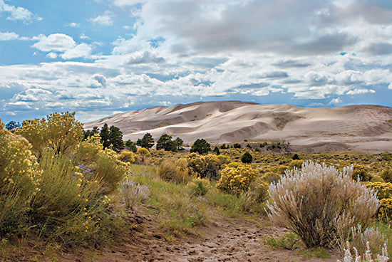 Catch A Star Fine Art STAR187 - STAR187 - Dune Dreamscape I - 18x12 sand dunes with wild vegetation, green and yellow shrubs, natural desert trail, distant dunes, clear skies from Penny Lane