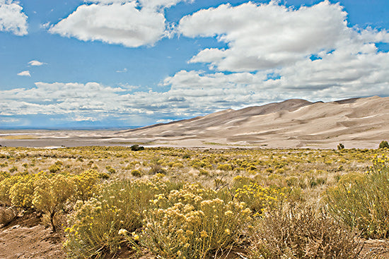 Catch A Star Fine Art STAR188 - STAR188 - Dune Dreamscape II - 18x12 vast dune view, yellow shrubs in foreground, semi-arid desert flora, partly cloudy sky, sweeping desert landscape from Penny Lane