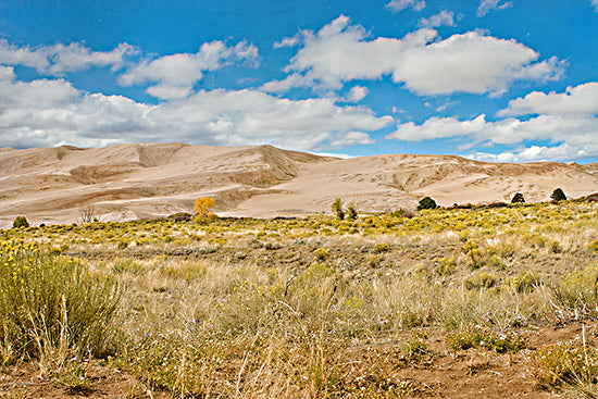 Catch A Star Fine Art STAR189 - STAR189 - Dune Dreamscape III - 18x12 golden bushes, desert meadow, sand dunes under cloudy sky, transitional season vegetation, panoramic vista from Penny Lane