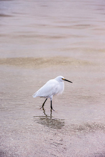 Catch a Star Fine Art STAR221 - STAR221 - Snowy Egret - 12x18 white egret, wading bird, shallow water, calm setting, marsh habitat, bird reflection, long beak, nature photography, serene environment from Penny Lane